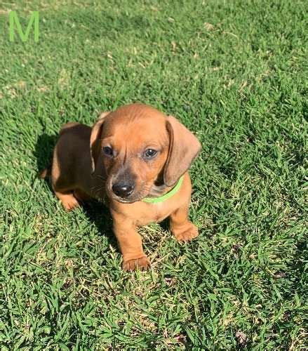 Miniature dachshund puppies for sale in texas. PUREBRED MINIATURE DACHSHUNDS in 2020 | Miniature ...
