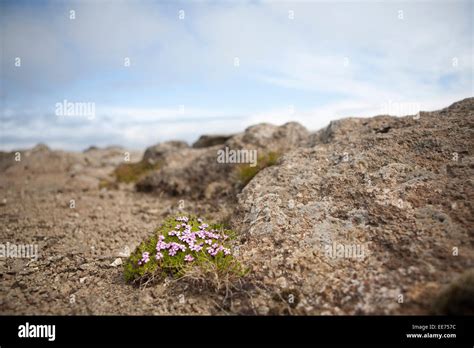 Wildflower Growing On Rock Westfjorde Iceland Stock Photo Alamy