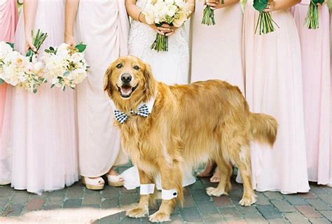 The Cutest Dogs Of Real Weddings Modern Wedding