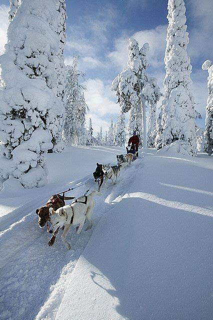 Husky Sledging Finnish Lapland Winter Scenery Winter Landscape