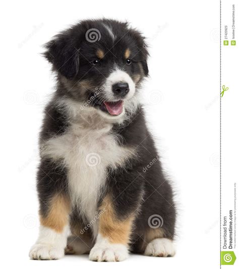 Puppies must get their first vaccinations when they are six to eight weeks old. Australian Shepherd Puppy, 8 Weeks Old, Sitting Stock ...