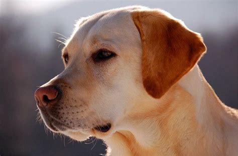 The 6 Most Popular Labrador Mix Breeds Kamcord
