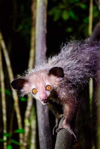 In Search Of Madagascars Creepy Cute Elusive Aye Aye