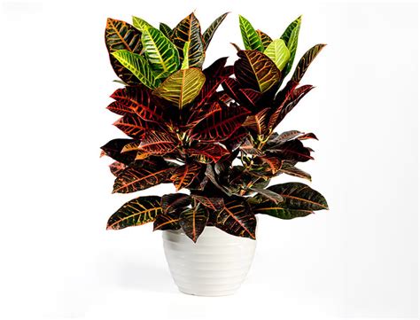 Croton Plant Guide How To Grow And Care For Codiaeum Variegatum