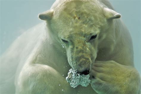 Wallpaper Bear Water Beer Animal Animals Closeup Mammal Zoo