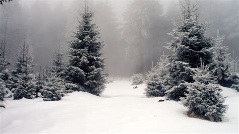 Download Wallpaper 1920x1080 Winter Wood Fir Trees Fog Full Hd 1080p