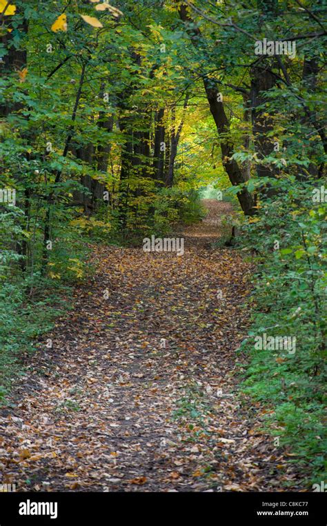 A Quiet Path Through The Woods At The Morgan Arboretum Stock Photo Alamy
