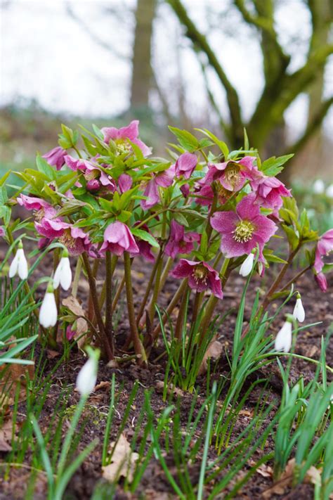 14 Winter Blooming Flowers And Shrubs For A Vibrant Winter Garden