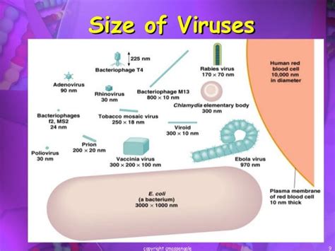 Viruses Viroids And Prions