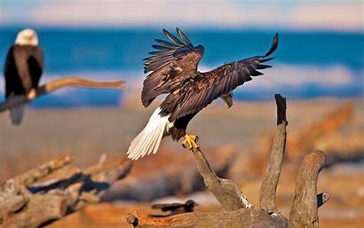 Eagle Eagles Wallpapers Birds Desktop Animal Cool