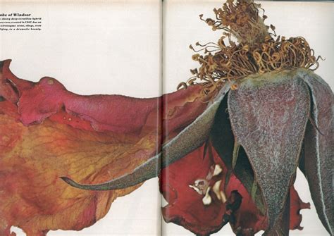 Irving Penns Flowers 1967 Vogue Begonia Irving Penn Flowers First