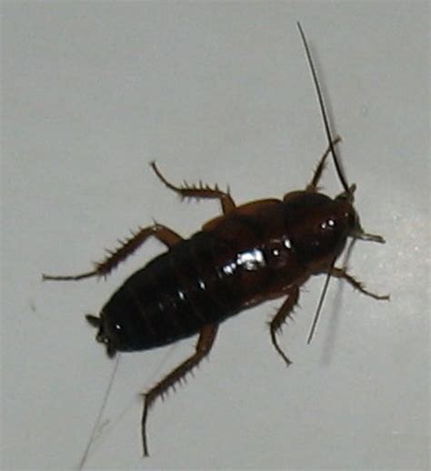 Types Of Cockroaches Found In India Bro4u Blog