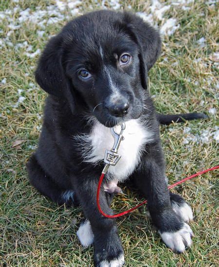 Great pyrenees lab mix appearance. Pyrador (Great Pyrenees/Black Lab Mix). | Great pyrenees ...
