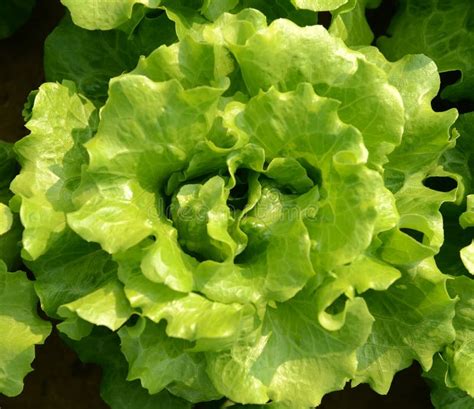 Healthy Lettuce Stock Image Image Of Diet Holding Horticulture