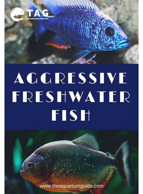 Freshwater Aquarium Fish Aggressive Beun Aquarium Fish