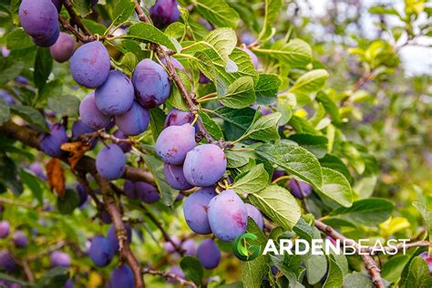 How To Grow And Care For Plum Trees A Comprehensive Guide