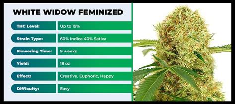 10 Best Feminized Cannabis Seeds To Grow In 2022 Potent Female