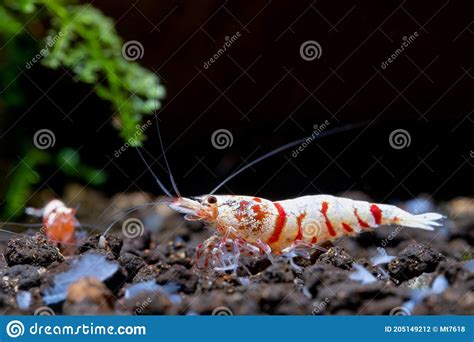 Red Fancy Tiger Dwarf Shrimp With Main White Color On Aquatic Soil With