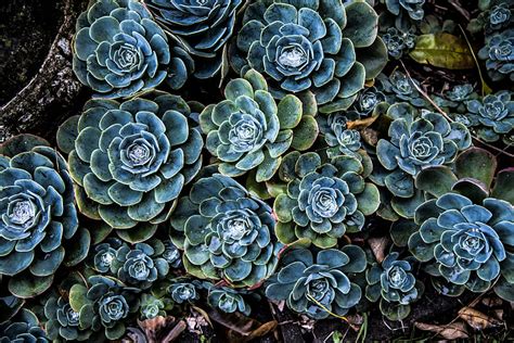1366x768px 720p Free Download Green And Blue Succulent Plants Hd