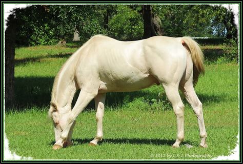 Ocala Central Florida And Beyond Pale Palomino Or Isabelline Horse