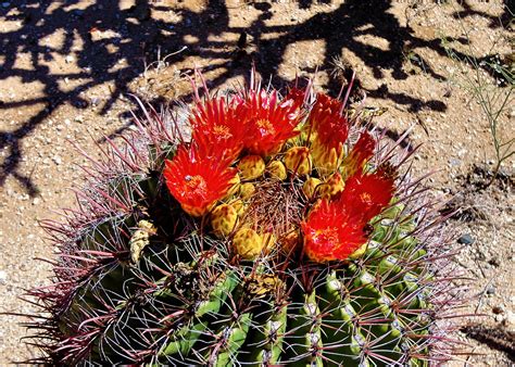 Candy Barrel Cactus Aka Arizona Barrel Cactus Southwester Flickr