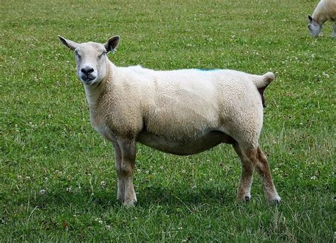 12 Popular Types Of Sheep Breeds With Pictures Pet Keen