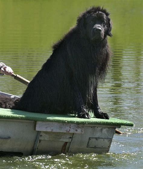 A Thick Muscular Frame Webbed Paws And Long Heavy Coats Make