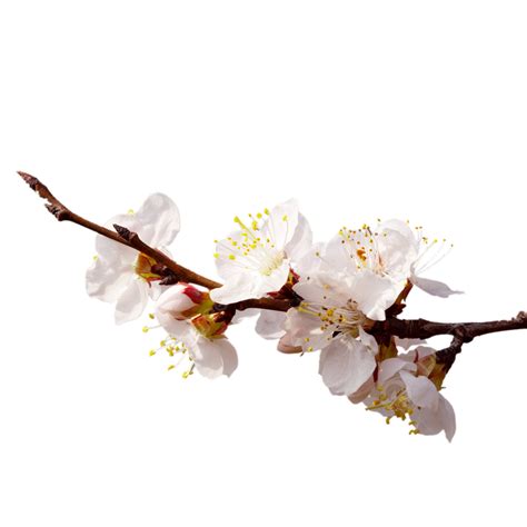 Spring Pink Peach Blossoms Spring Plant Pink Peach Blossom Png