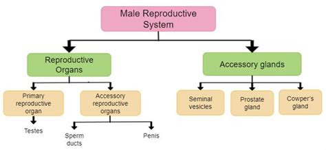 Human Reproductive System Male Reproductive System Lesson Science