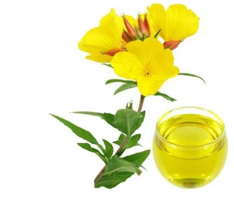 Evening primrose oil has been administered orally in clinical trials at doses between 1 and 8 g/day in adults and 2 and 4 g/day in children. evening primrose oil for menopause