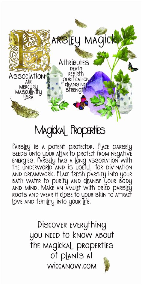 The Wonderful Magickal Properties Of Parsley Wicca Herbs Magic Herbs