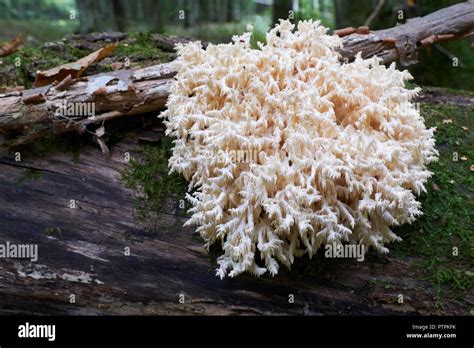 Coral Tooth Mushroom Hi Res Stock Photography And Images Alamy