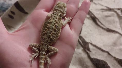 They fight off all other suitors in their territory and mate with multiple. Sleepy Baby Bearded Dragon Wiggle - YouTube