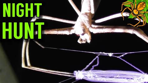 Net Casting Spiders And More Australia At Night Youtube