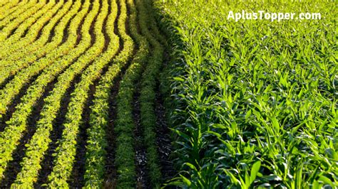 Genetically Modified Crops Advantages And Disadvantages Advantages