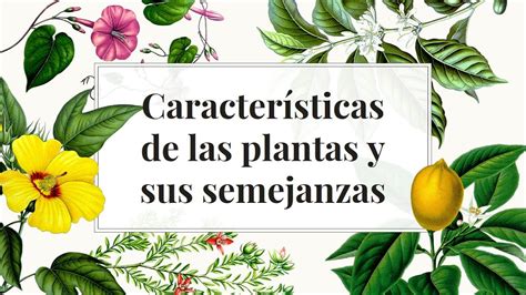 Caracter Sticas De Las Plantas Y Sus Semejanzas Youtube