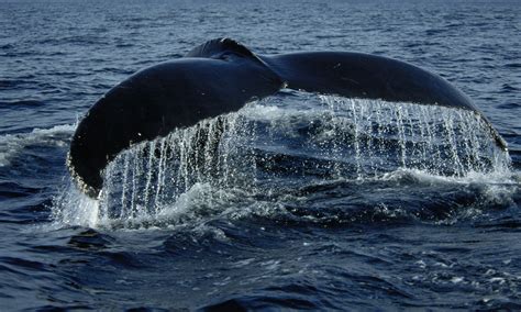 Whaletail_edited-1ppt_edited-1 - Osprey Photo Workshops and Tours
