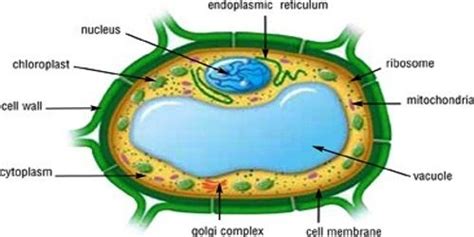 Vacuole Structure And Function Qs Study