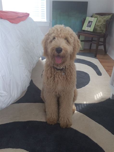 Really Cute Dogs Goldendoodle Briggs Peyton Angels Dream Noodles