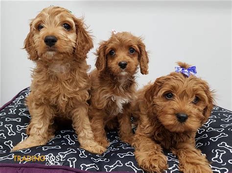 55 Cavalier King Charles Spaniel Poodle Mix Puppies For Sale Photo Bleumoonproductions