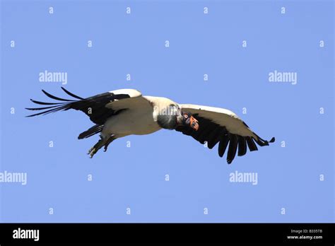 King Vulture Sarcoramphus Papa In Flight Stock Photo Alamy