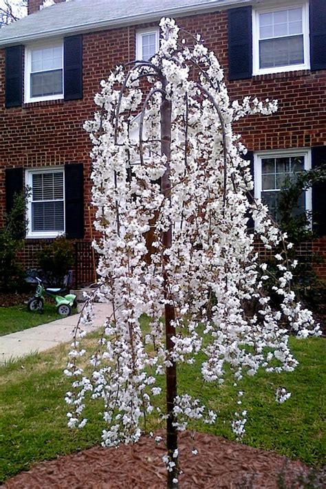 Many people think that their garden is too small for a tree, but actually there are so many small and dwarf varieties of tree, and many that can. Buy Snow Fountain Weeping Cherry Tree - FREE SHIPPING ...