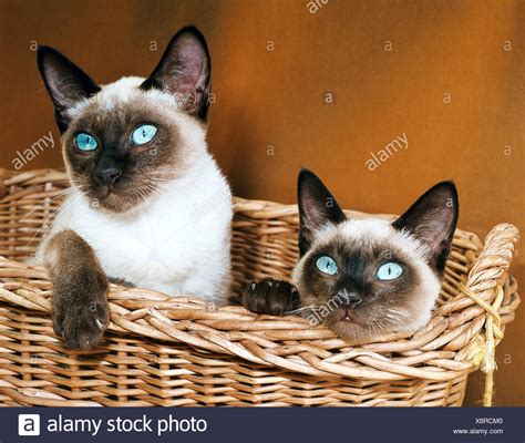 Two Siamese Cats Sitting In Basket High Resolution Stock Photography