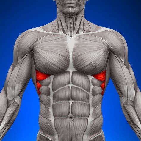 Serratus Anterior The Top Part Of Your Six Pack Dr Axe Six Packs