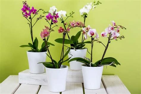 Plantas Cheirosas Deixam A Sua Casa Mais Perfumada Petz