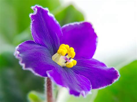 Planting African Violet Seeds: How To Start African Violets From Seed