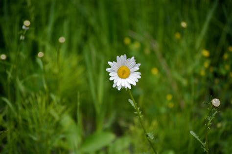 Daisy In A Field Free Stock Photo Public Domain Pictures