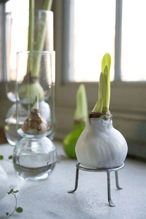 Waxed amaryllis bulbs are an innovation from holland. Gardening 101: Amaryllis | Amaryllis bulbs, Planting bulbs ...