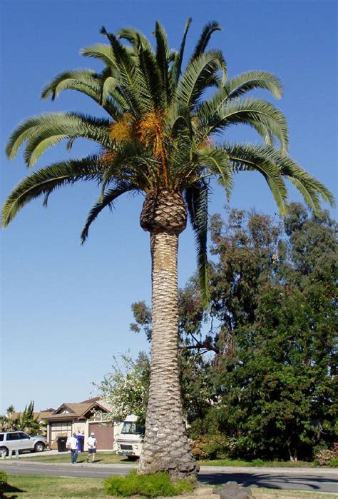 Canary Island Date Palm Phoenix Canariensis Tree Pictures