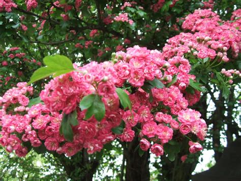 Parmi les plus célèbres on peut trouver par exemple l'arbre de judée, le cerisier à fleurs du japon, le pommier d'ornement. Arbre fleurs rose par Jeanne FERY sur L'Internaute